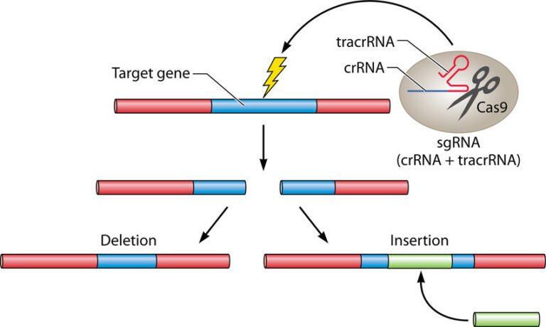 CRISPR Gene Editing – Tweaking the Genome – Evincism