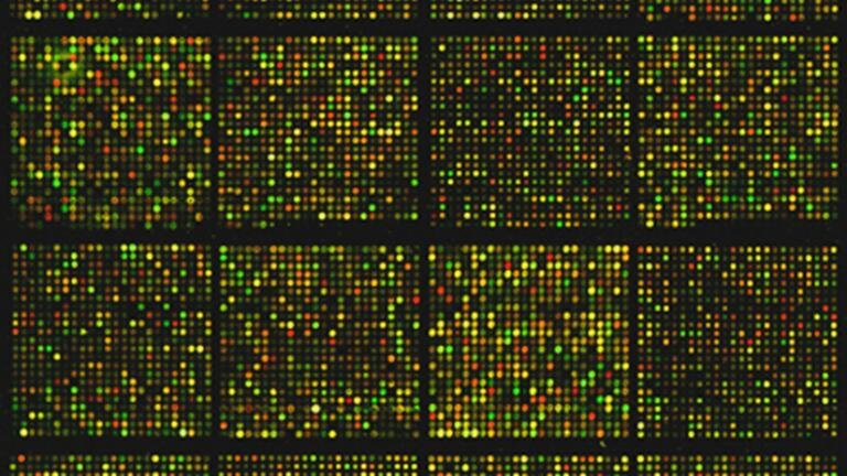 A mouse cDNA microarray gene sequences