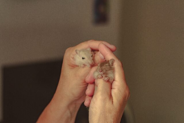 two mice in a humans hands