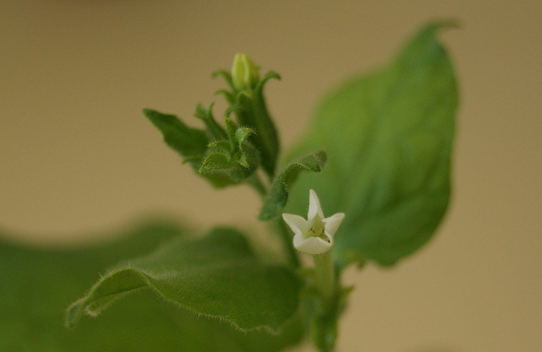 green tobacco plant of Nicotiana benthamiana with a white flower