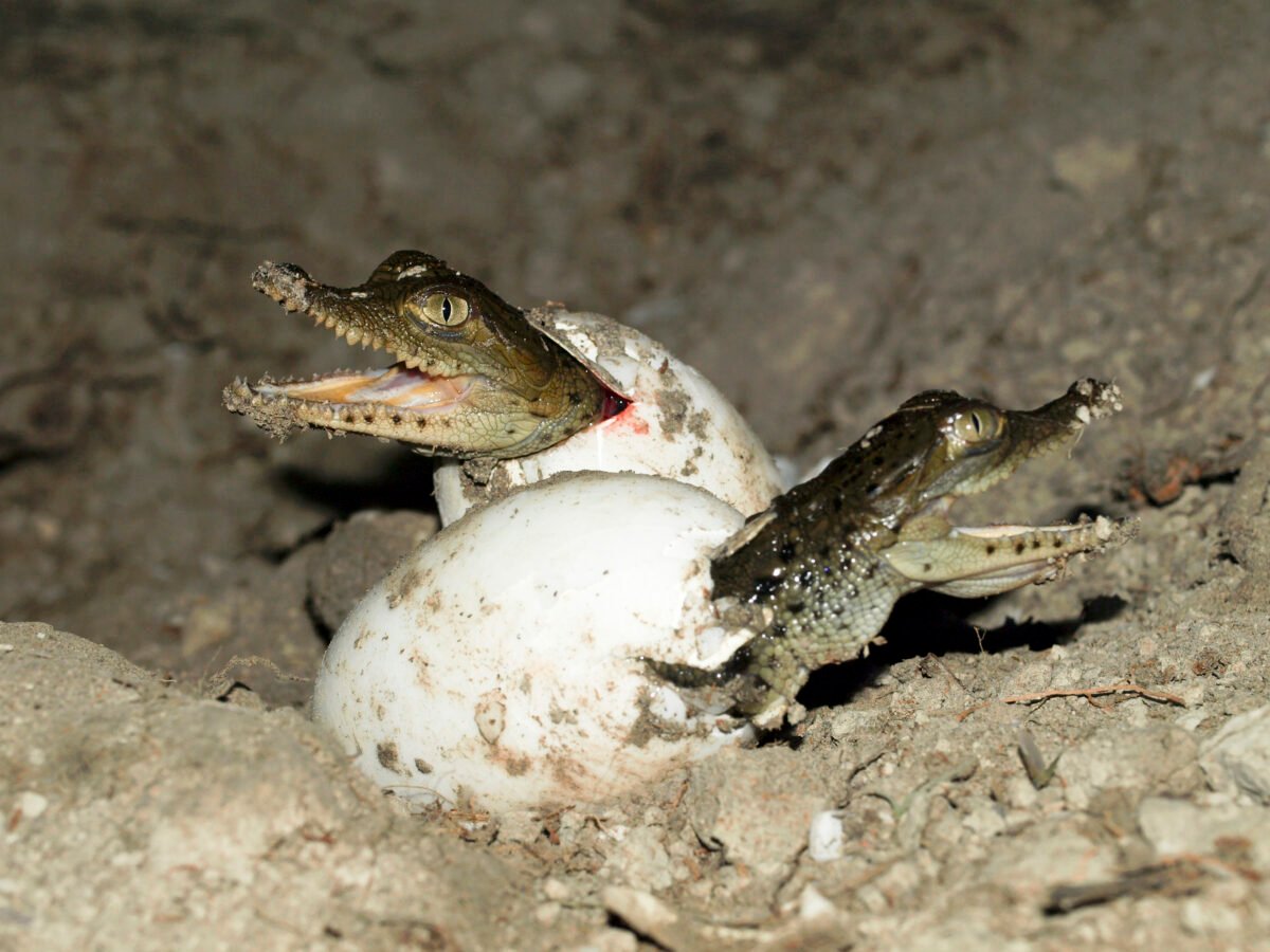 “virgin Birth” Discovered In Crocodiles - Hints Asexual Reproduction In 