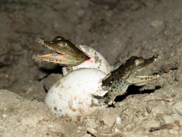 “Virgin Birth” Discovered In Crocodiles - Hints Asexual Reproduction in ...