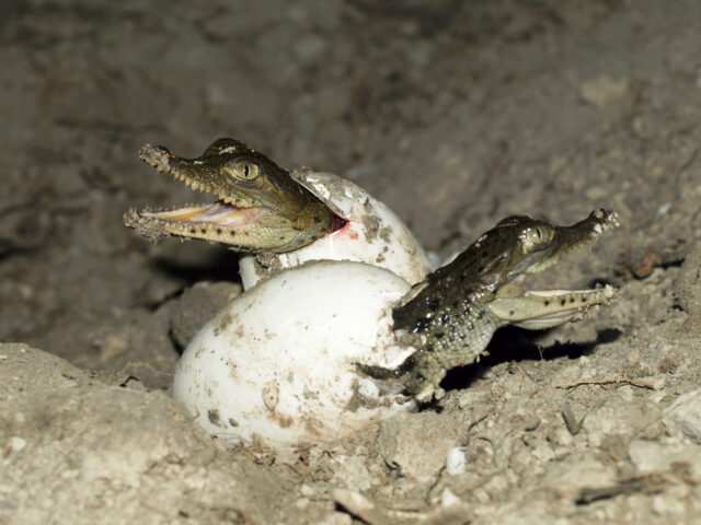 Virgin Birth Discovered In Crocodiles For The First Time Ever