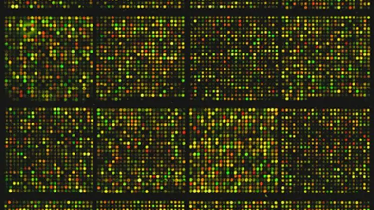 A mouse cDNA microarray gene sequences