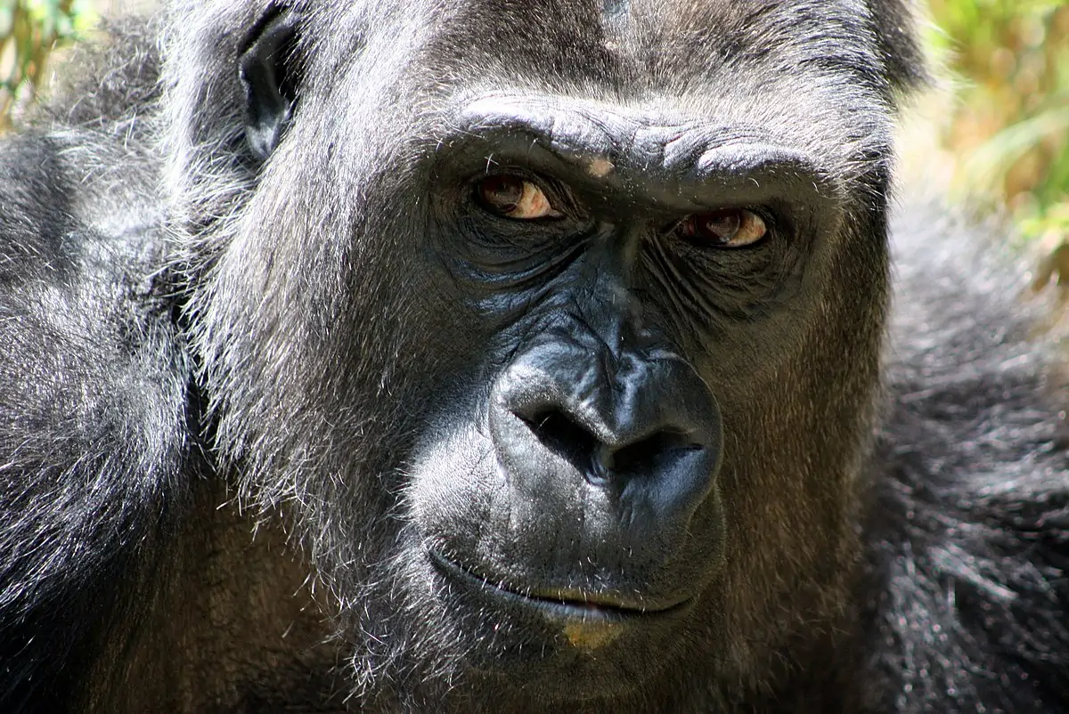 a gorilla